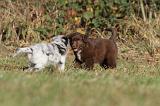 RENCONTRE ENTRE CHIENS 018